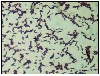 Listeria monocytogenes