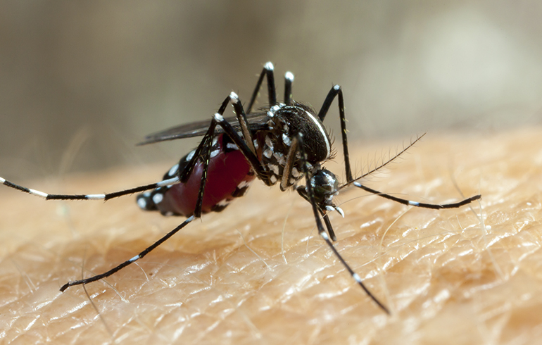 Dengue