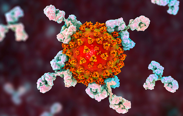 Anticuerpos neutralizantes inducidos por CoronaVac y BNT162b2 en personal de salud con y sin infección por SARS-CoV-2 previa