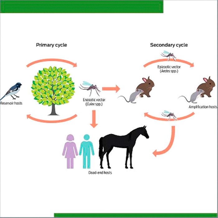 Alerta epidemiológica por Encefalitis Equina