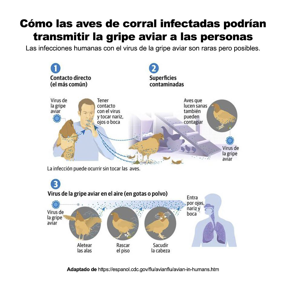 Influenza aviar en humanos