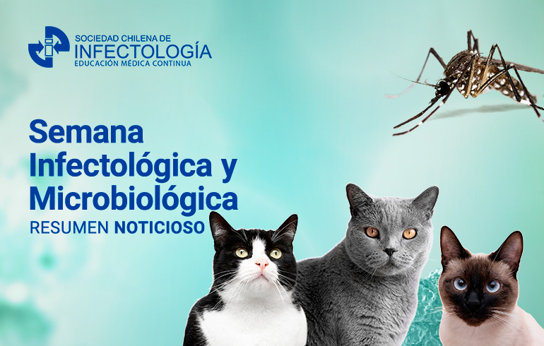 INFLUENZA A H5N1 – POLONIA: Brote en Gatos.
