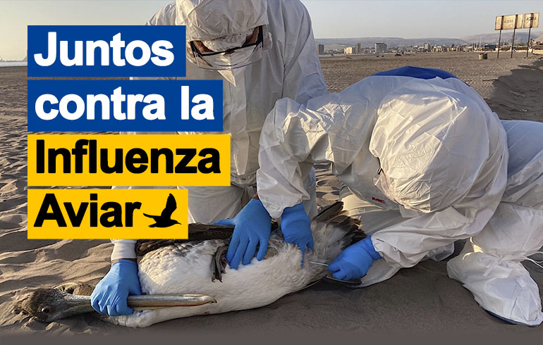 Juntos contra la influenza aviar